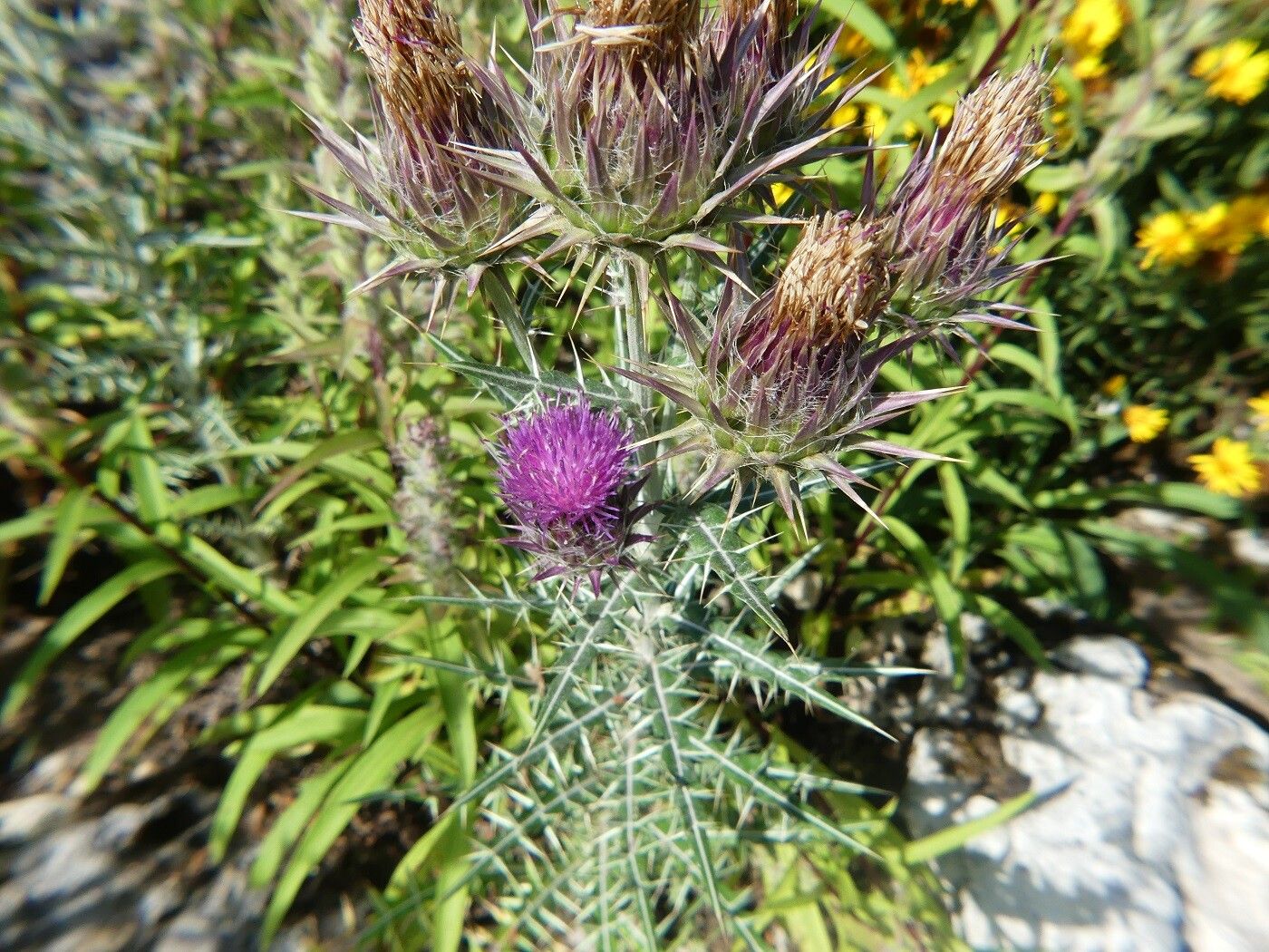 Ptilostemon afer leaf