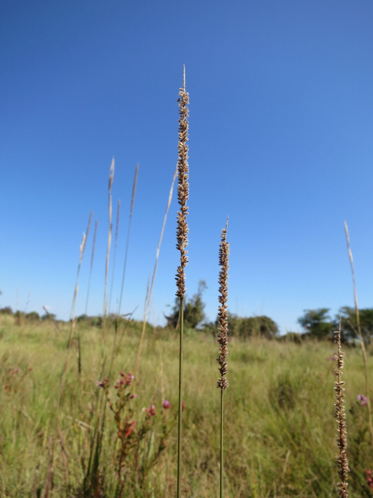 Sacciolepis transbarbata — houseplant care guide