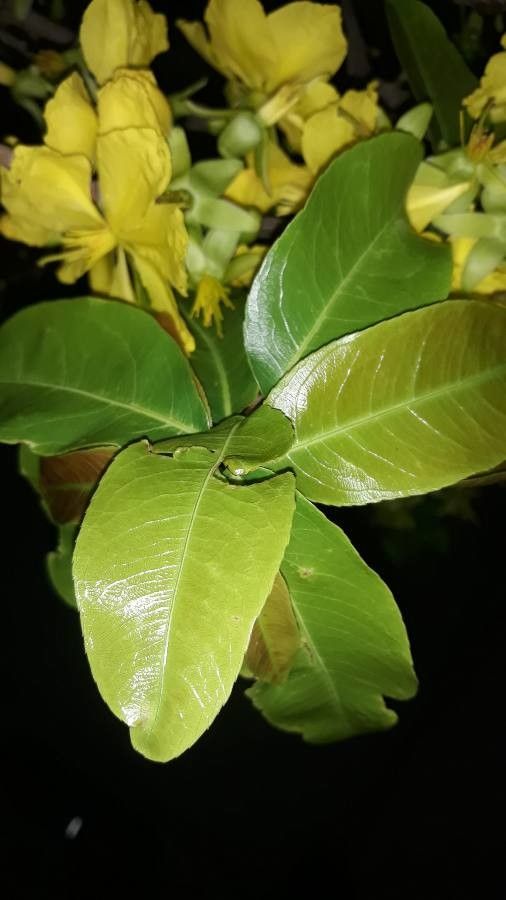 Ochna integerrima leaf