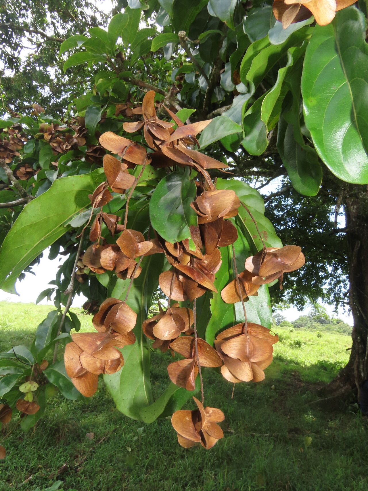 Terminalia bucidoides fruit