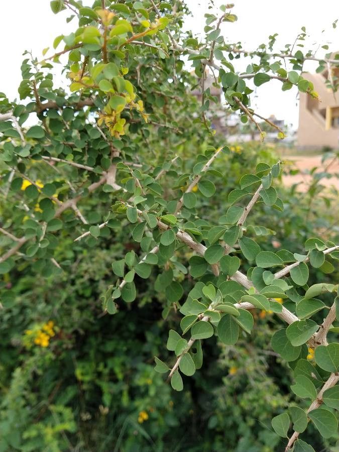 Flueggea leucopyrus — related species from the same genus