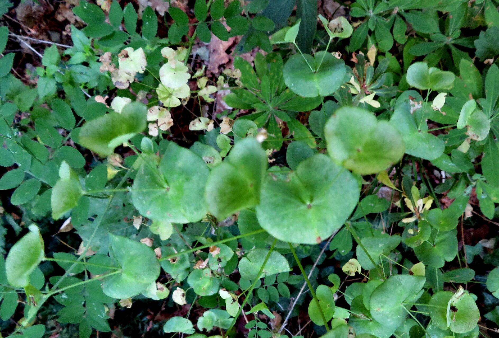 Euphorbia variabilis — houseplant care guide