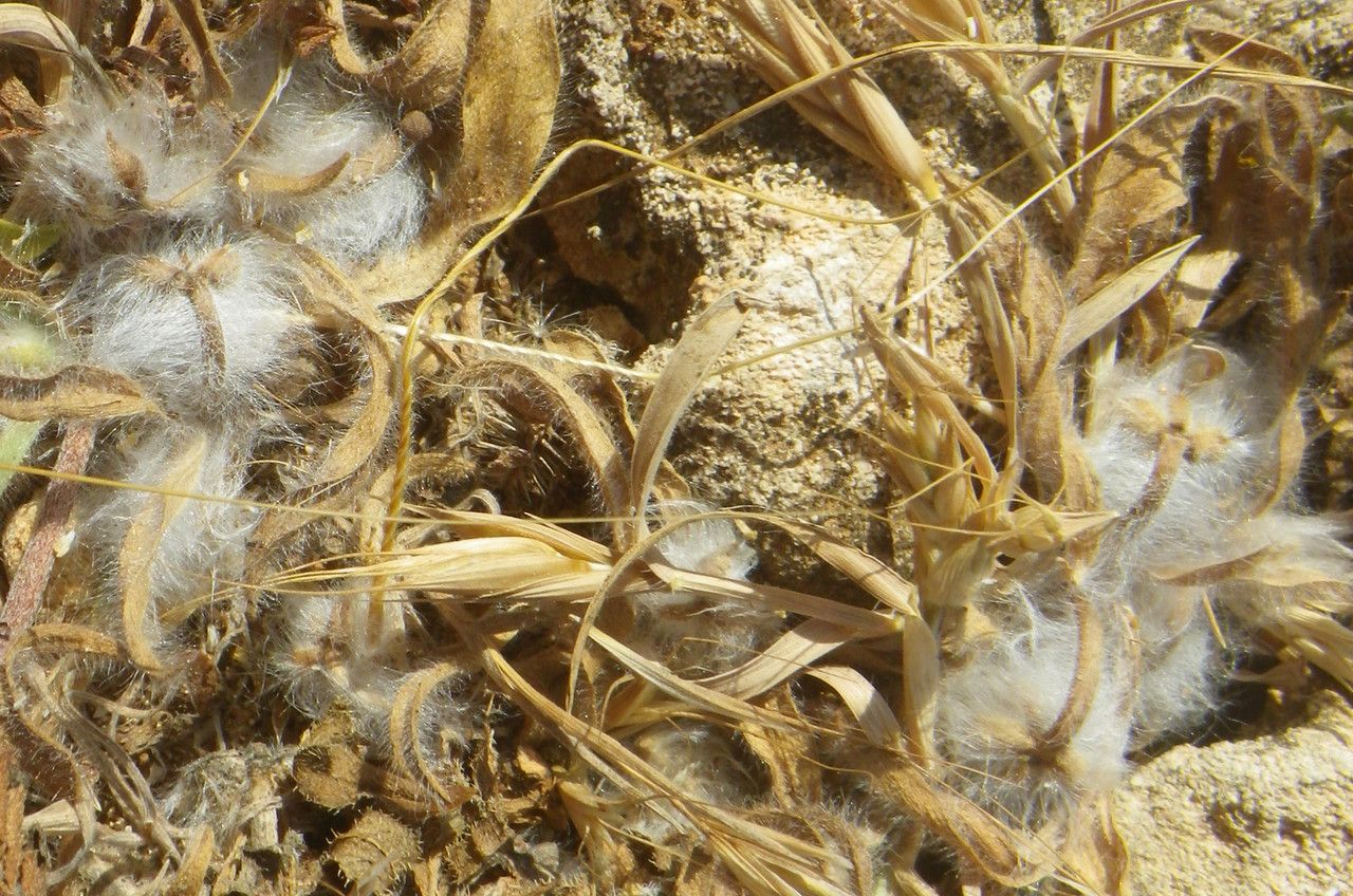 Plantago squarrosa habit