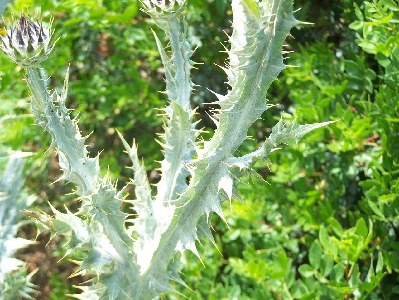 Onopordum platylepis — houseplant care guide