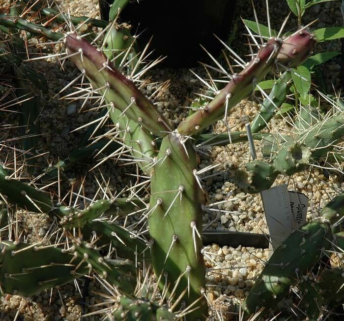 Opuntia pubescens — search result for 'Opuntia'