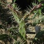 Opuntia pubescens