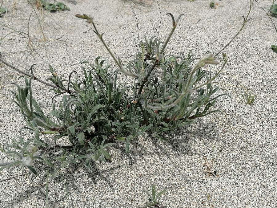 Silene nicaeensis leaf