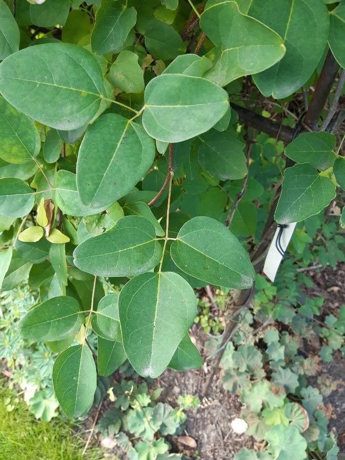 Akebia trifoliata leaf