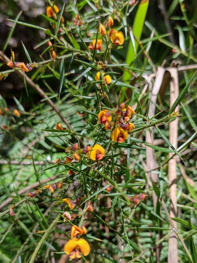 Daviesia ulicifolia habit