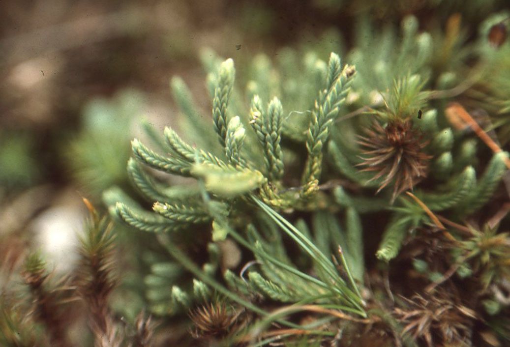 Diphasiastrum tristachyum habit