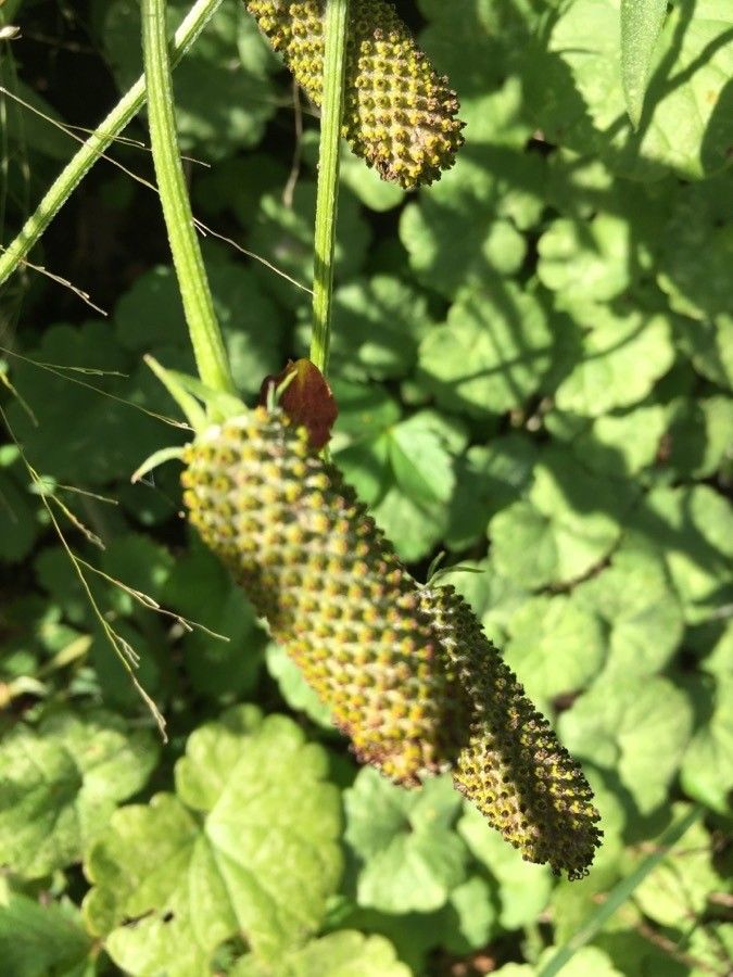 Ratibida columnifera fruit