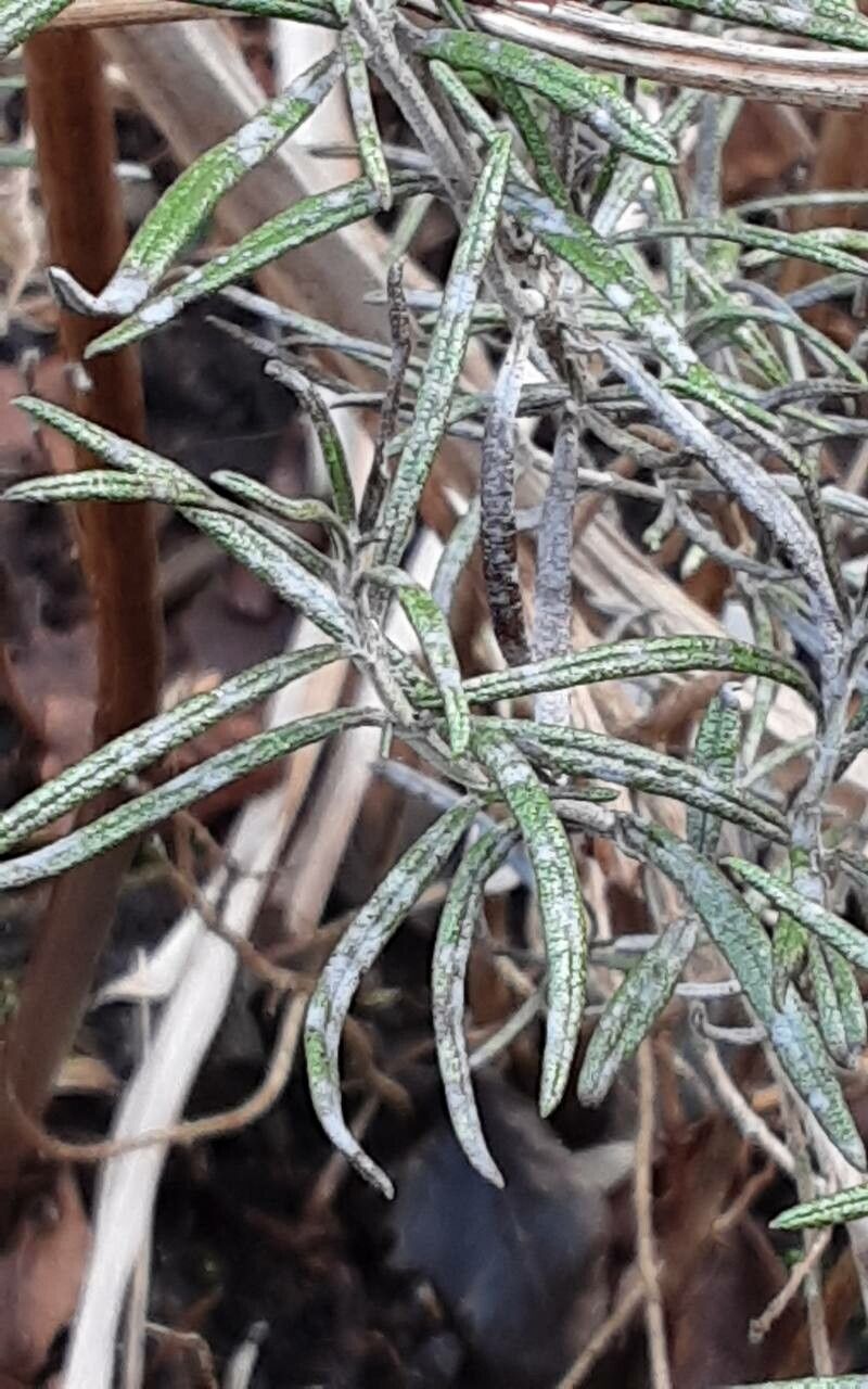 Salvia × lavandulacea leaf
