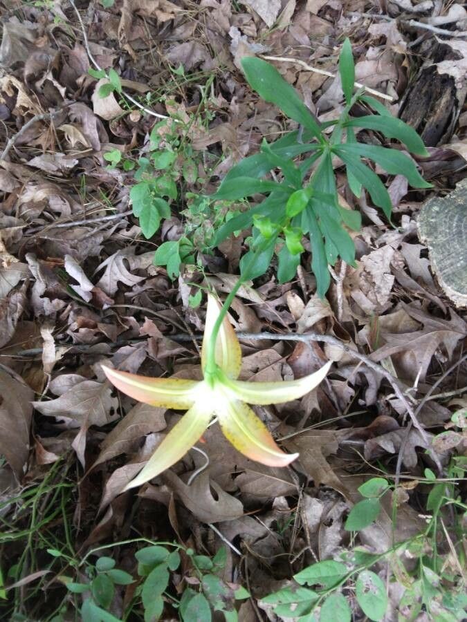 Lilium michauxii — search result for 'Lilium'