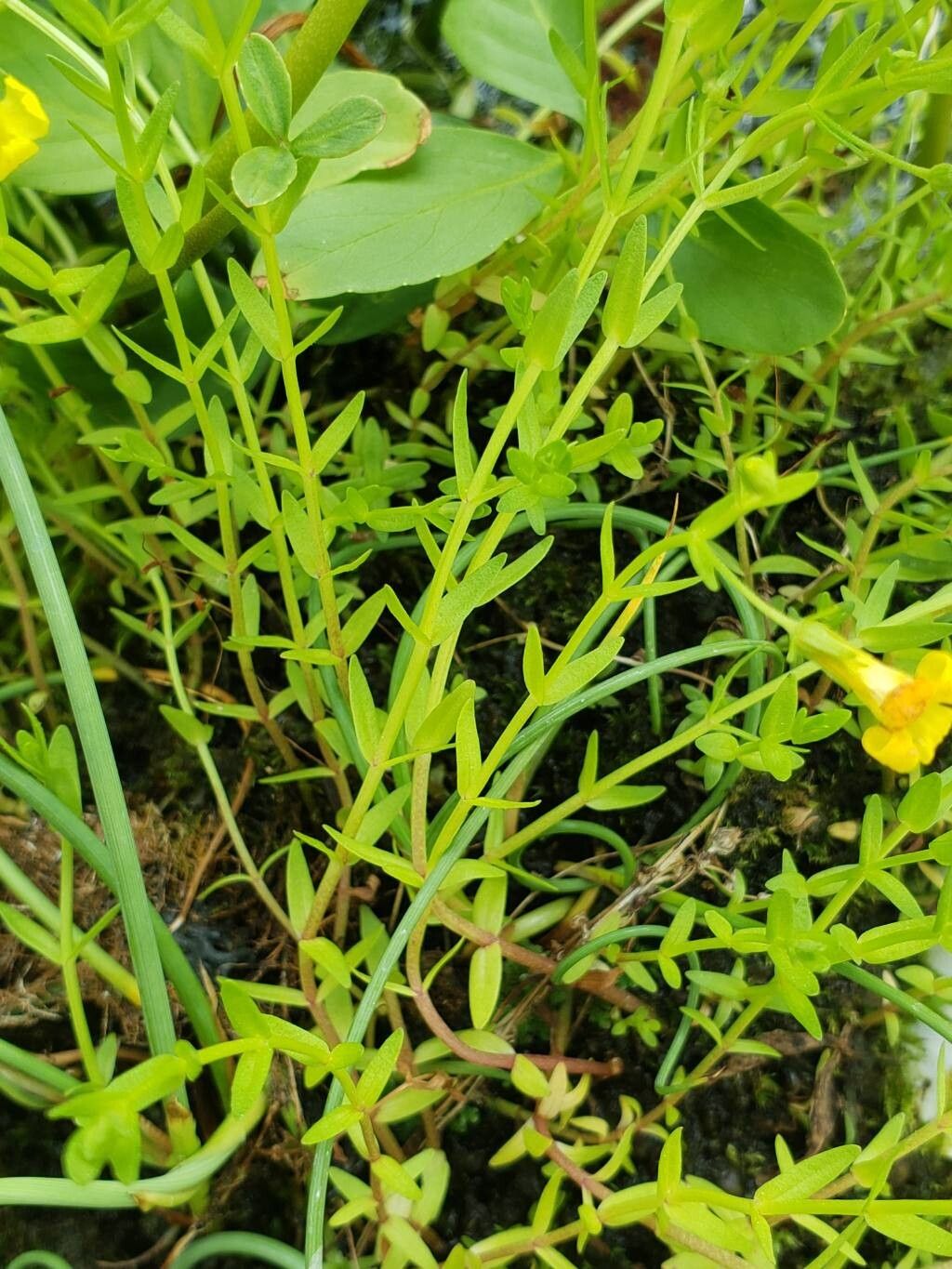 Gratiola lutea — related species from the same genus