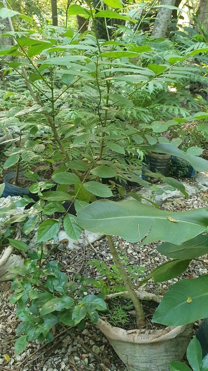 Markhamia zanzibarica habit