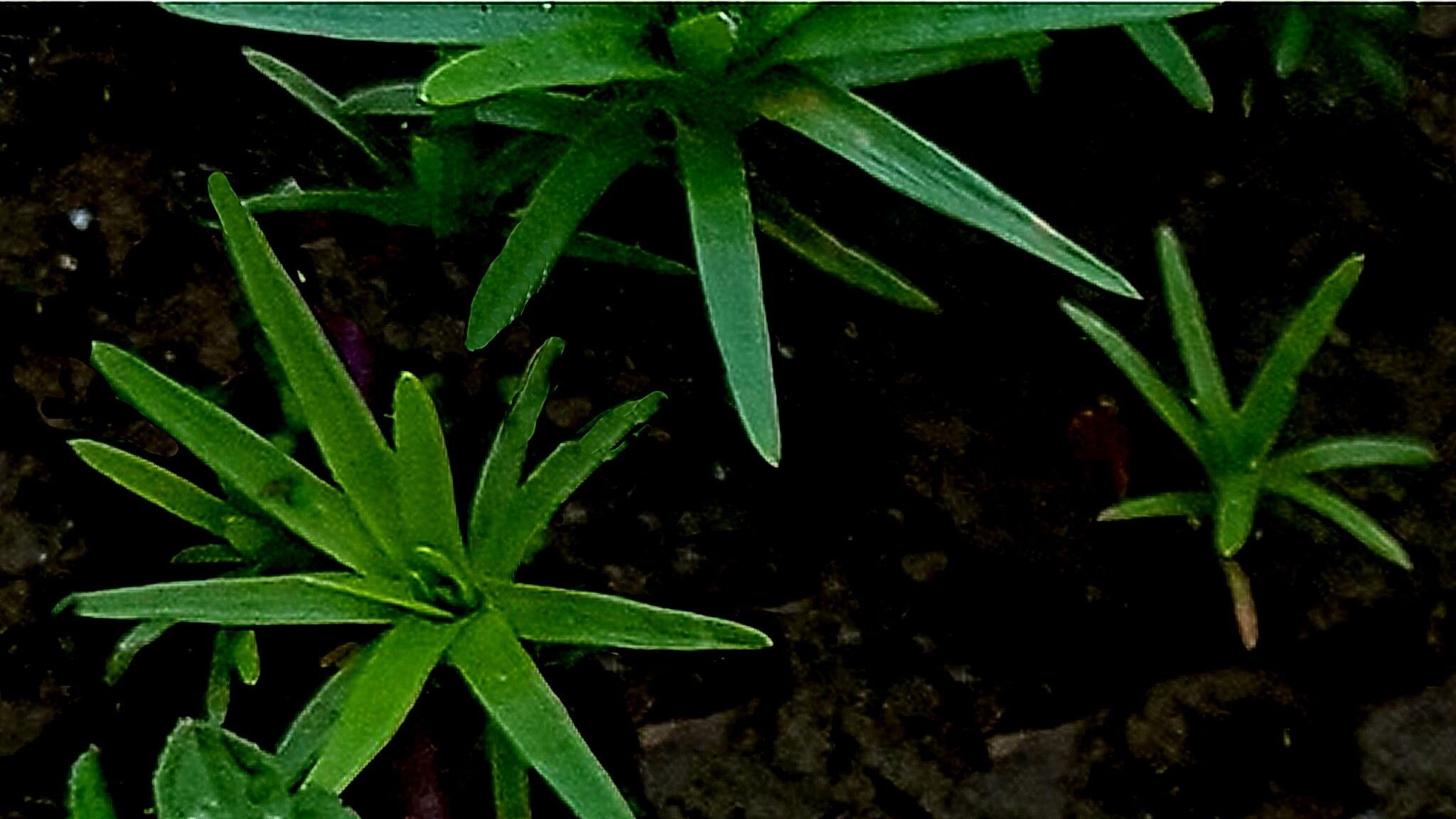 Paepalanthus lamarckii — houseplant care guide