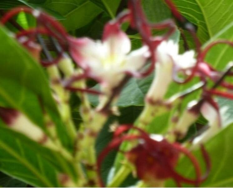 Guettarda splendens flower