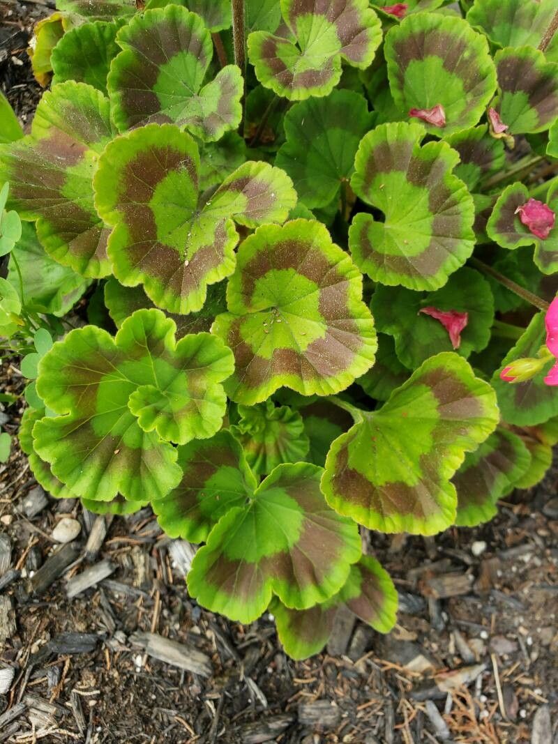 Pelargonium × hortorum — houseplant care guide