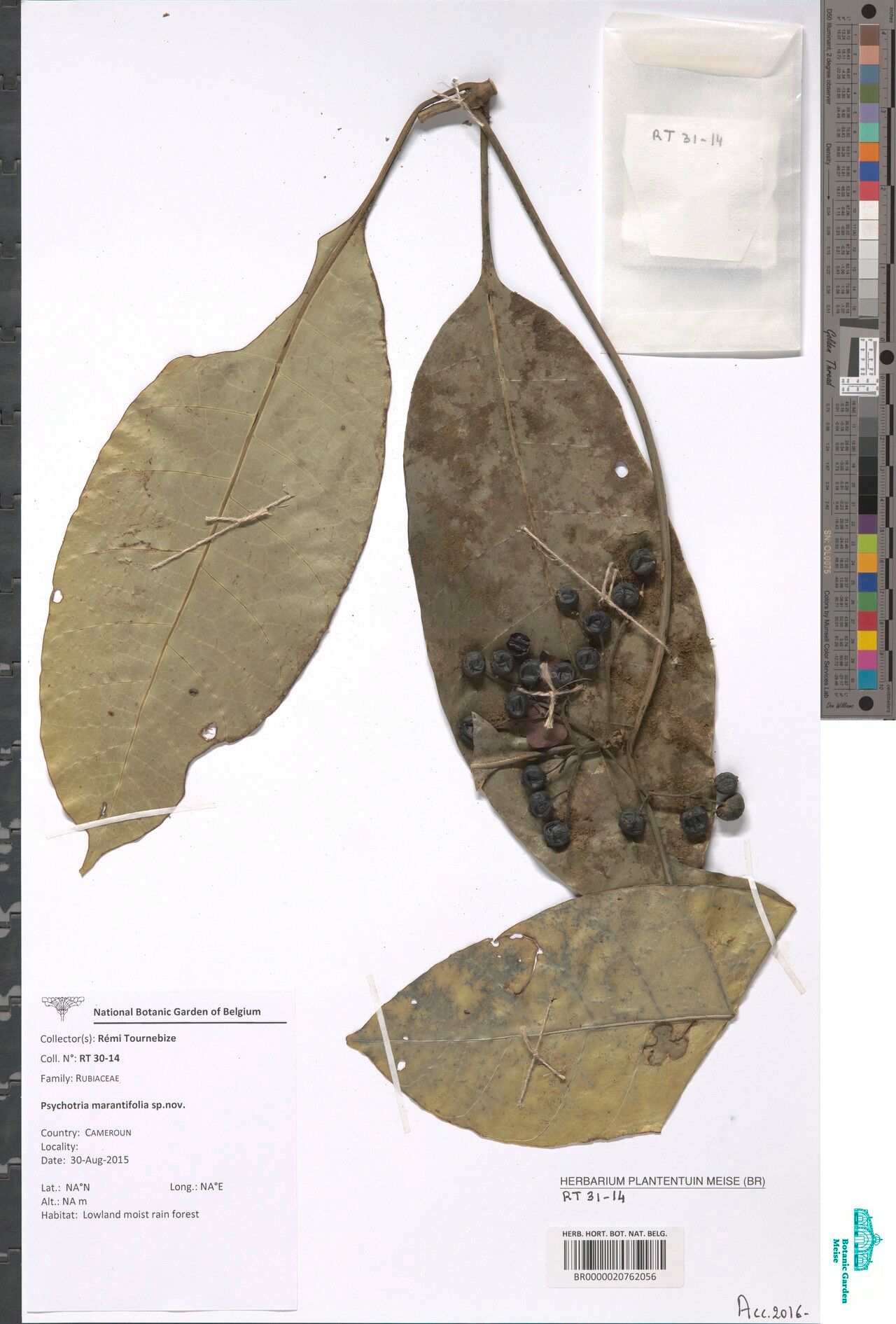 Psychotria marantifolia — houseplant care guide