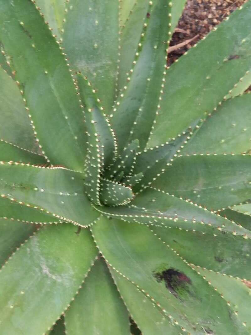 Aloe aculeata leaf