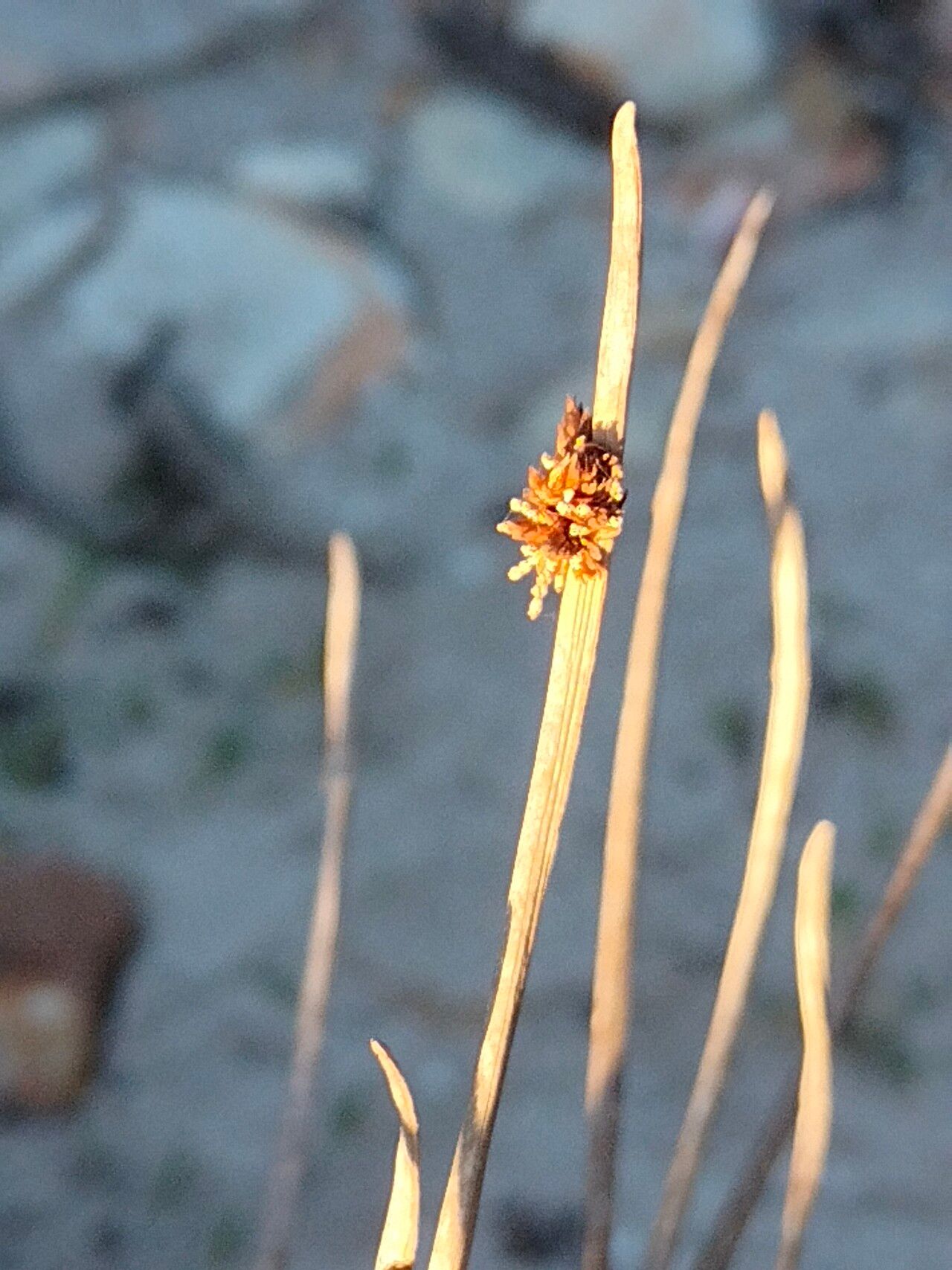 Ficinia nodosa flower