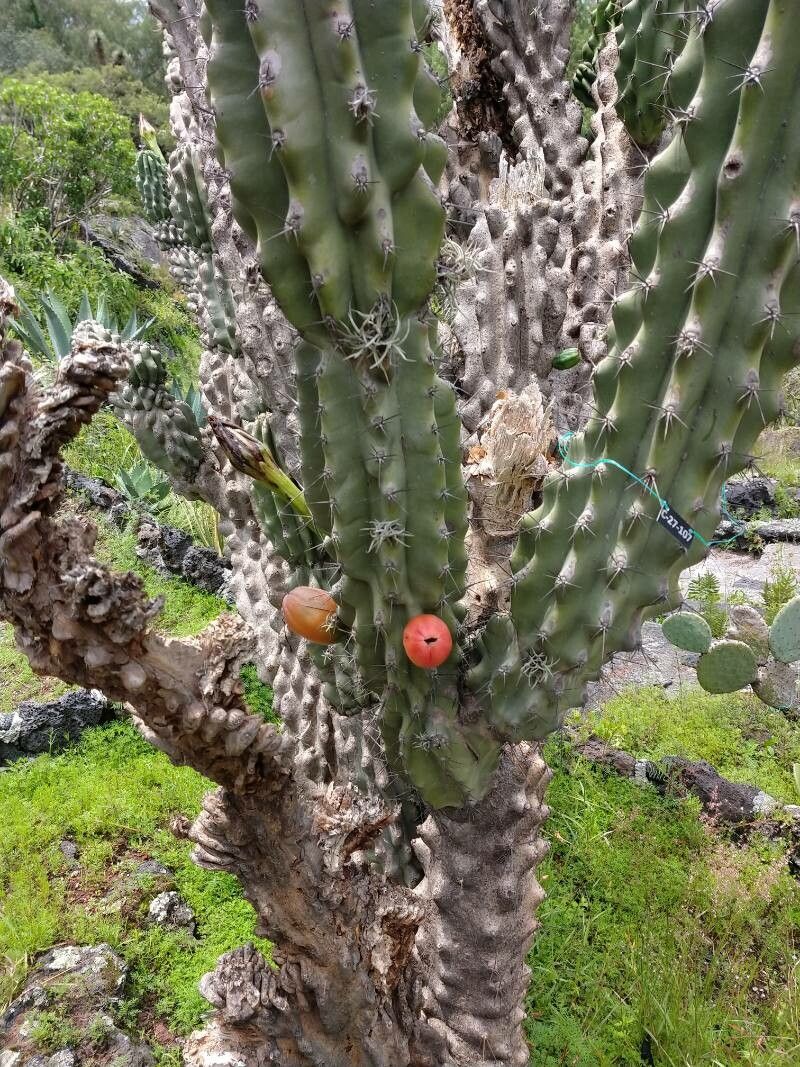 Cereus uruguayanus fruit