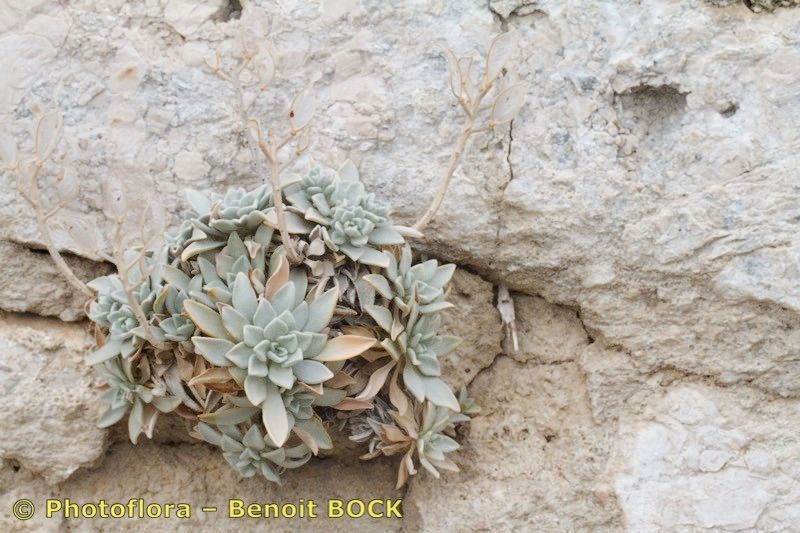 Fibigia triquetra habit