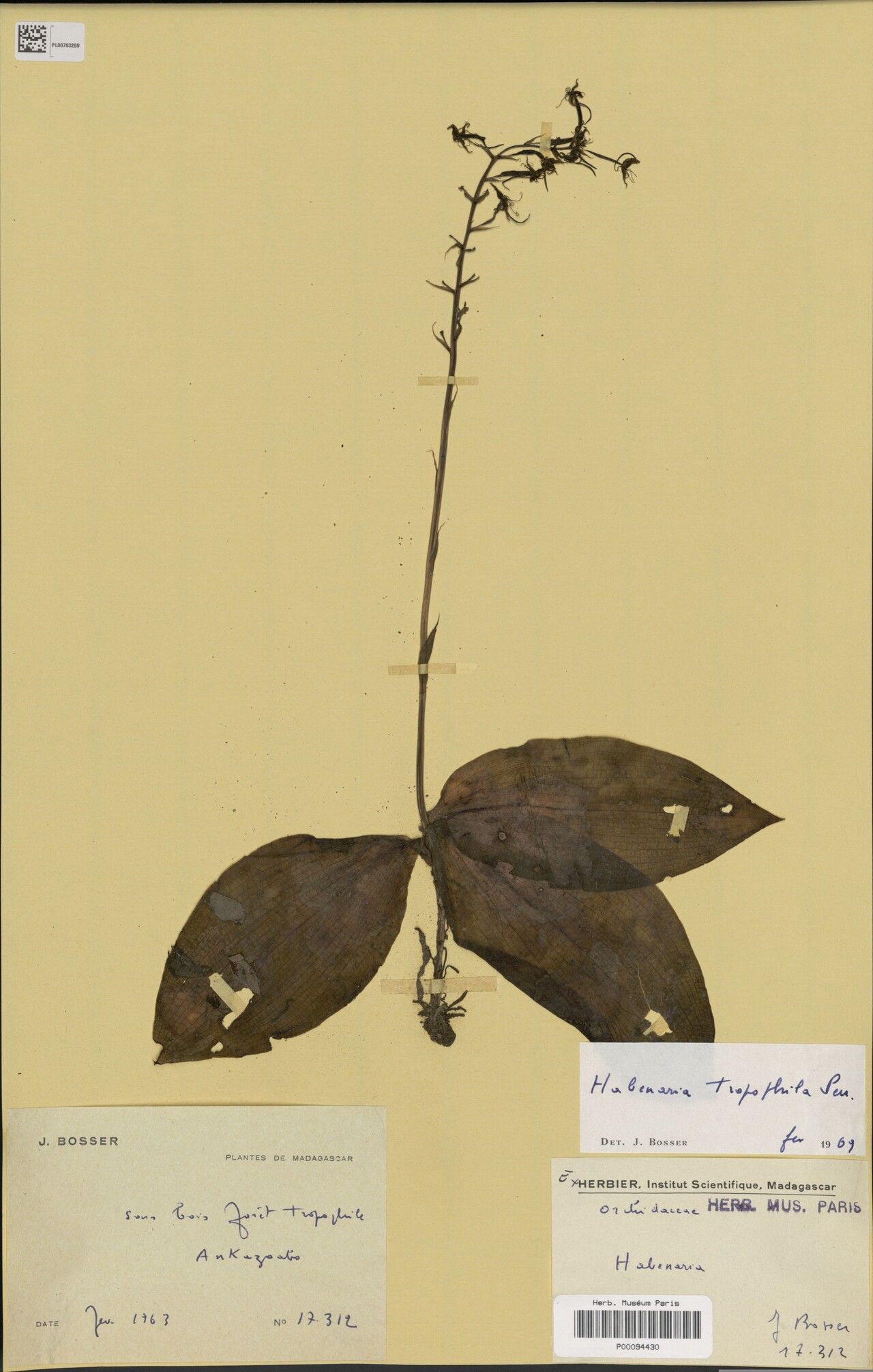 Habenaria tropophila — houseplant care guide