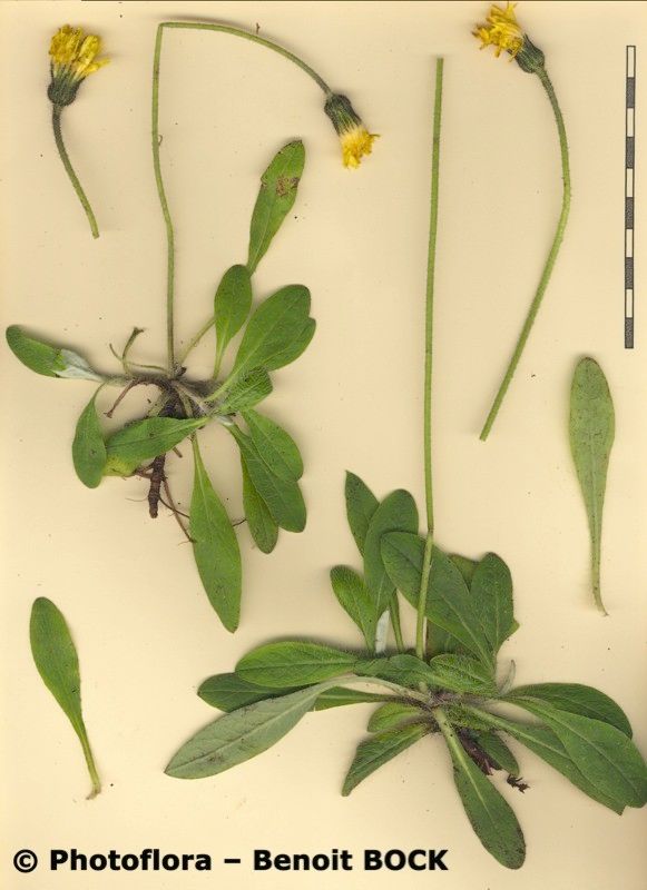 Pilosella billyana other