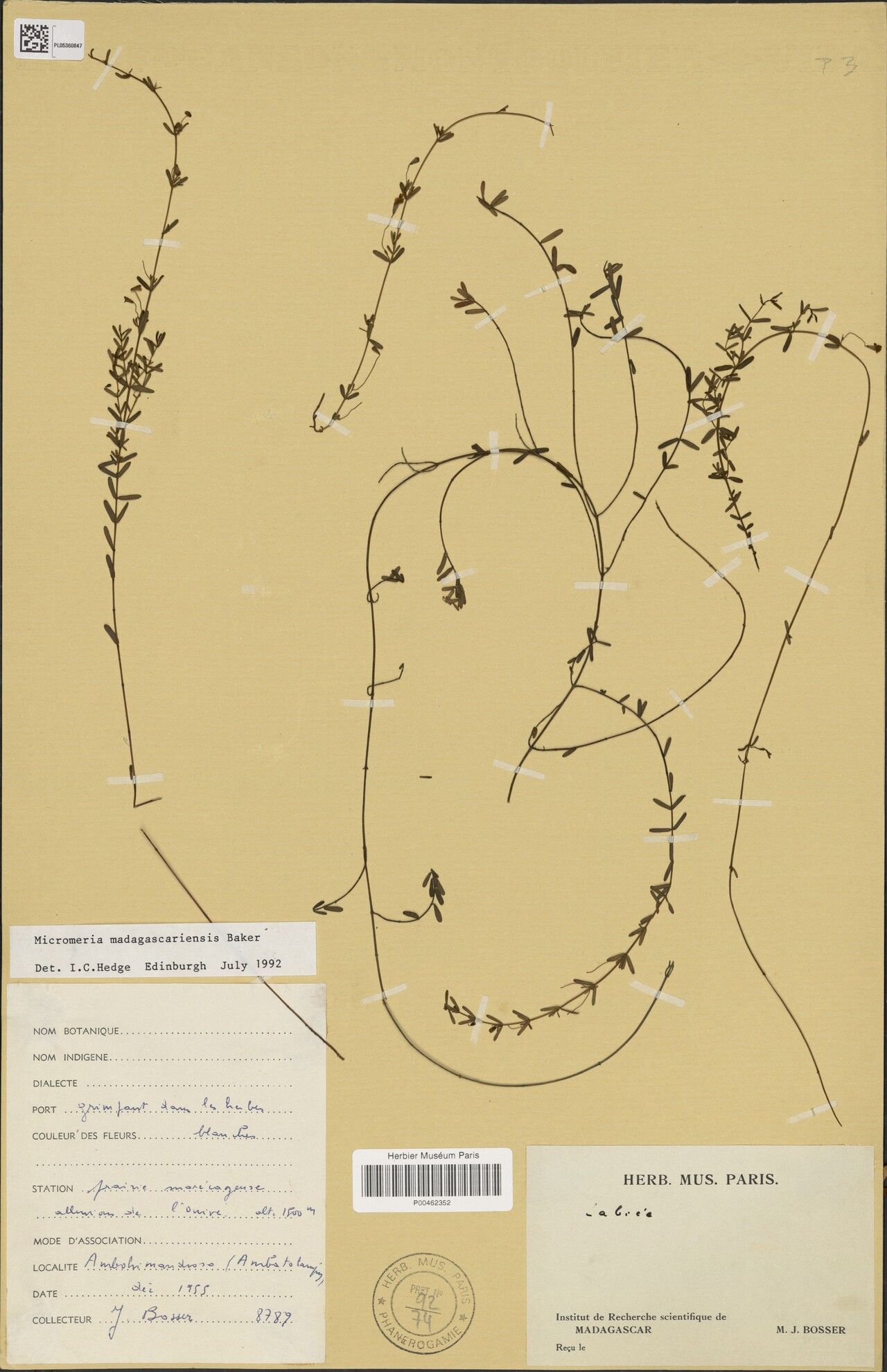 Micromeria madagascariensis — houseplant care guide