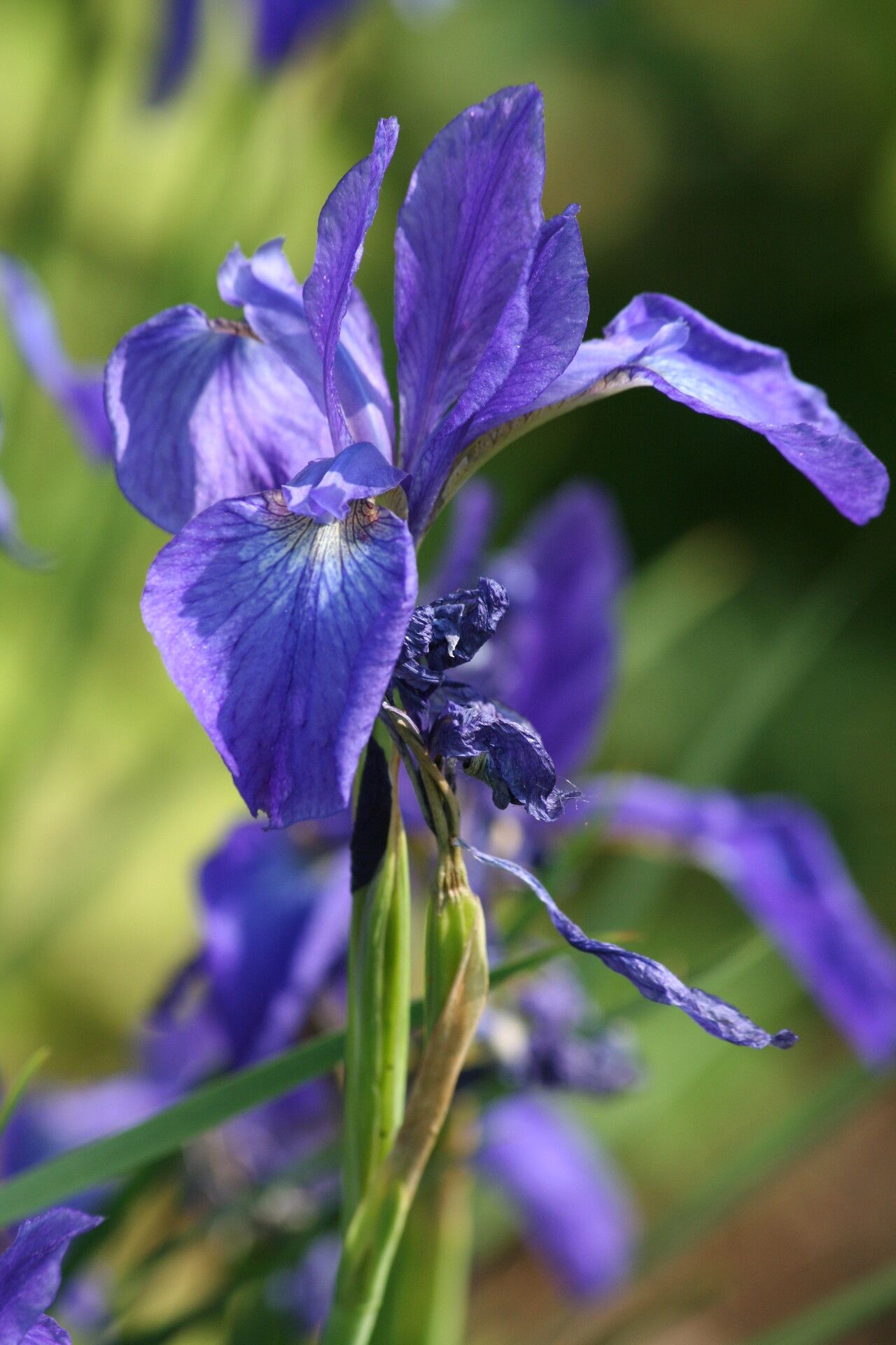 Iris typhifolia flower
