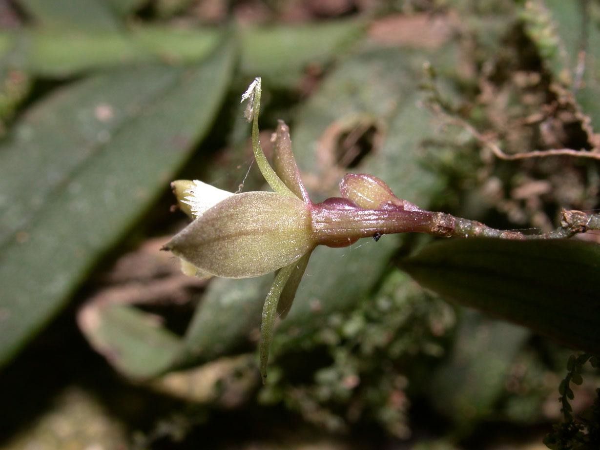 Epidendrum physodes fruit