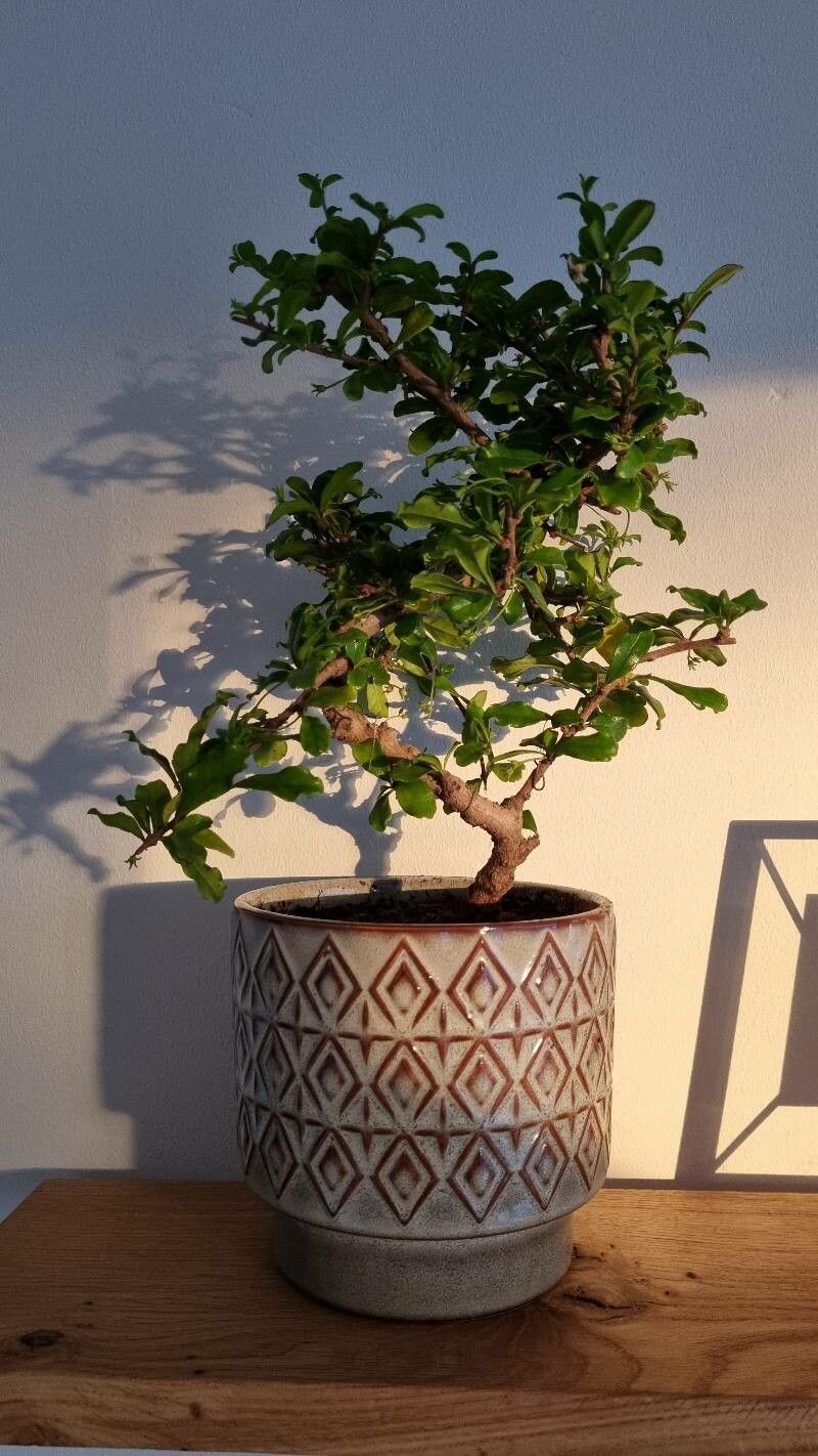 Ehretia retusa — search result for 'Ehretia'