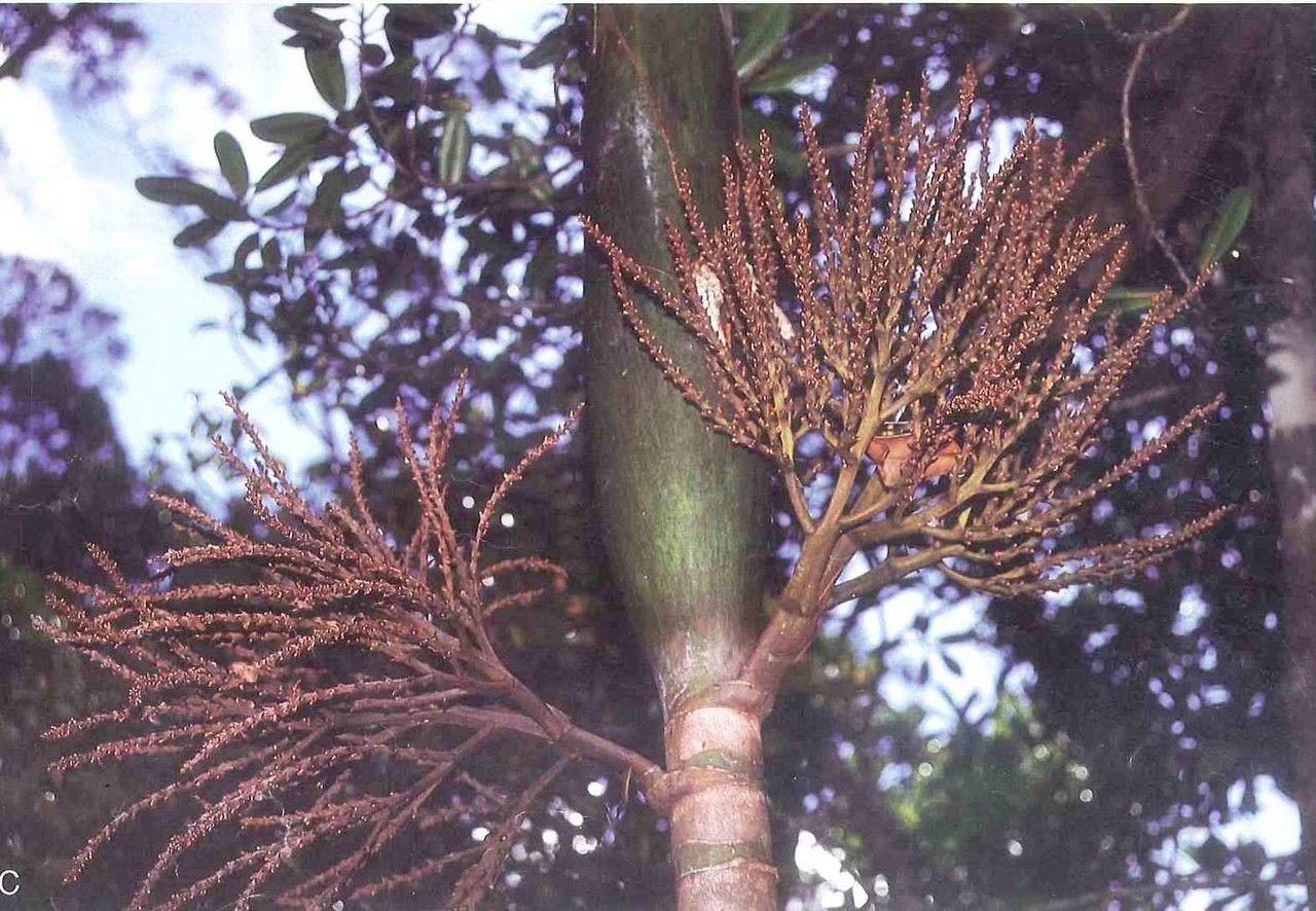 Chambeyronia huerlimannii — related species from the same genus