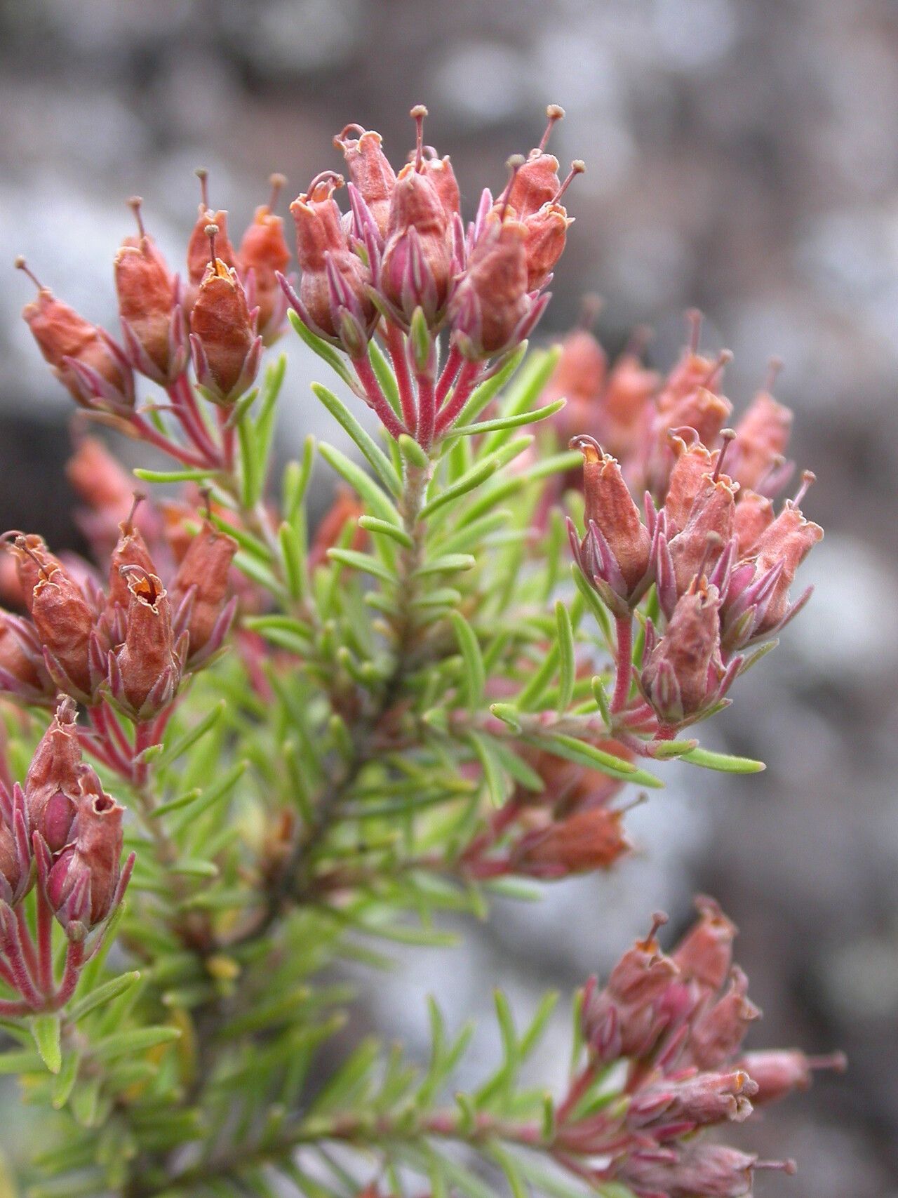 Erica maderensis flower