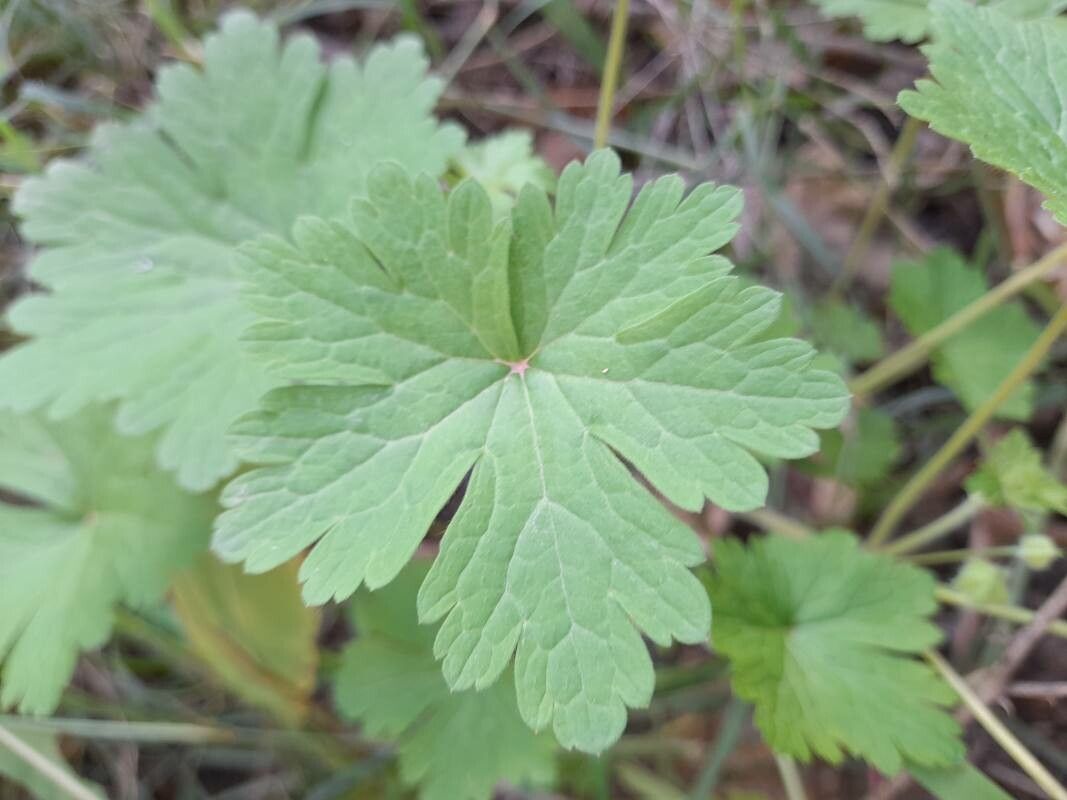 Geranium mascatense — houseplant care guide