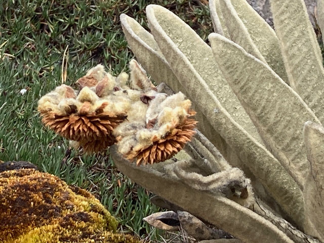 Espeletia lopezii flower