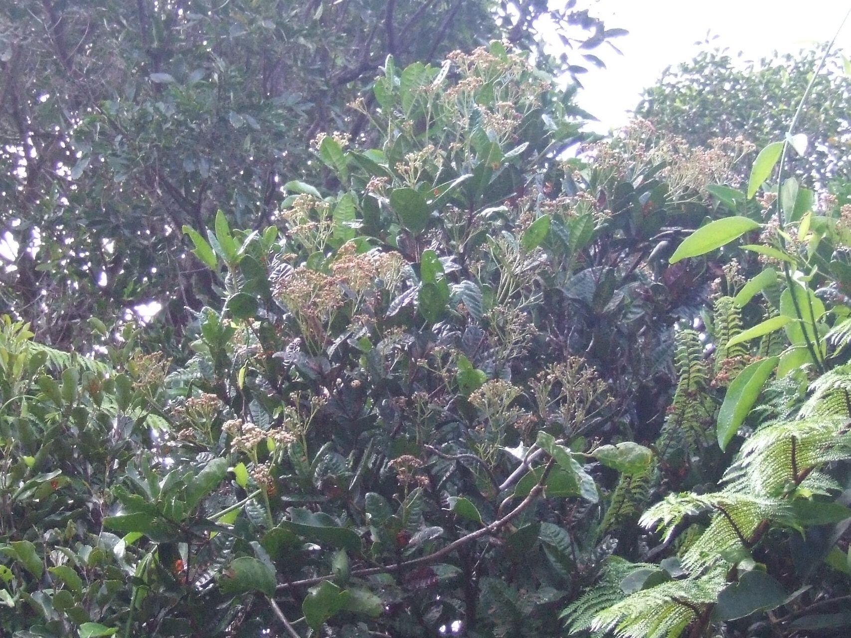 Syzygium bullatum habit