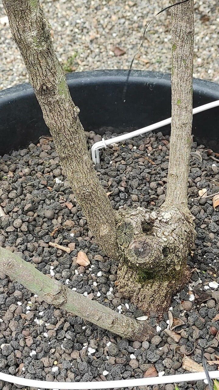 Colletia paradoxa bark