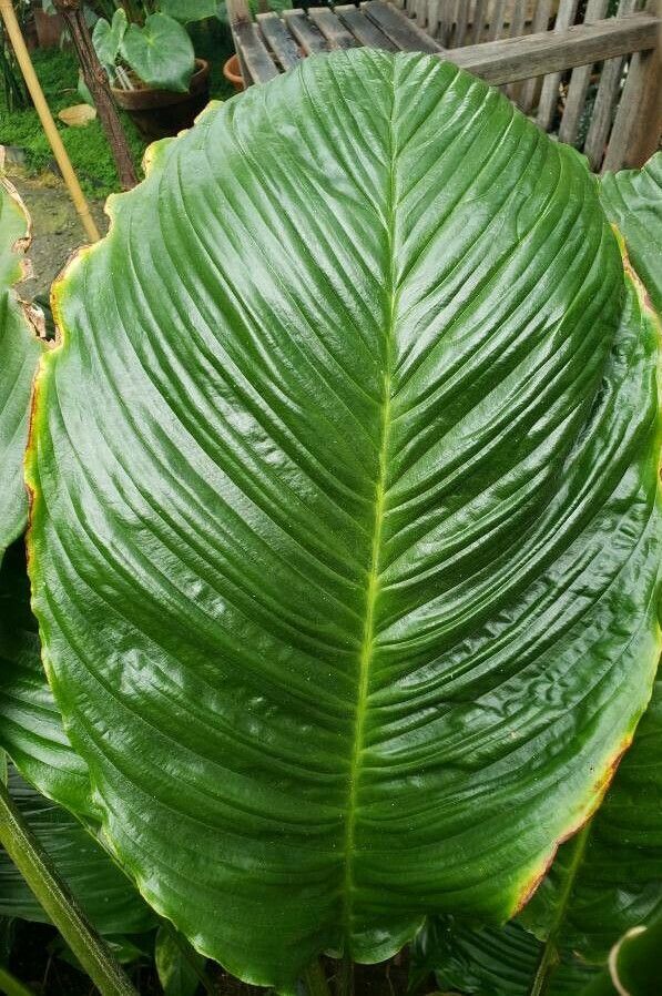 Tacca integrifolia leaf