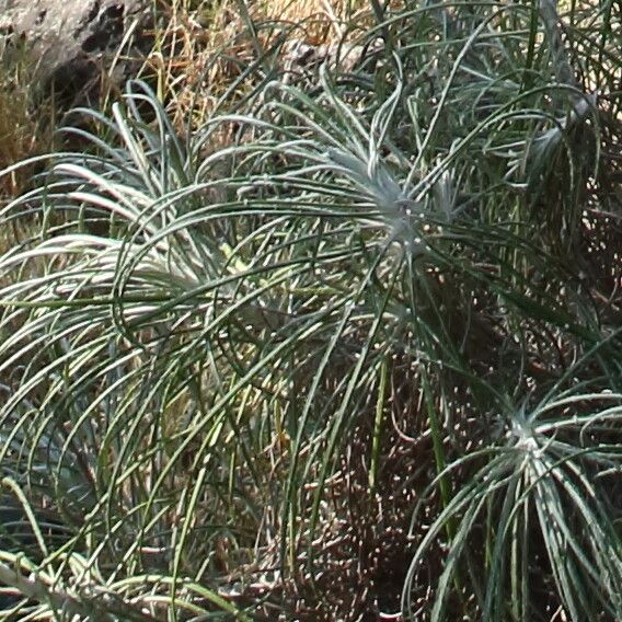 Ptilostemon gnaphaloides leaf