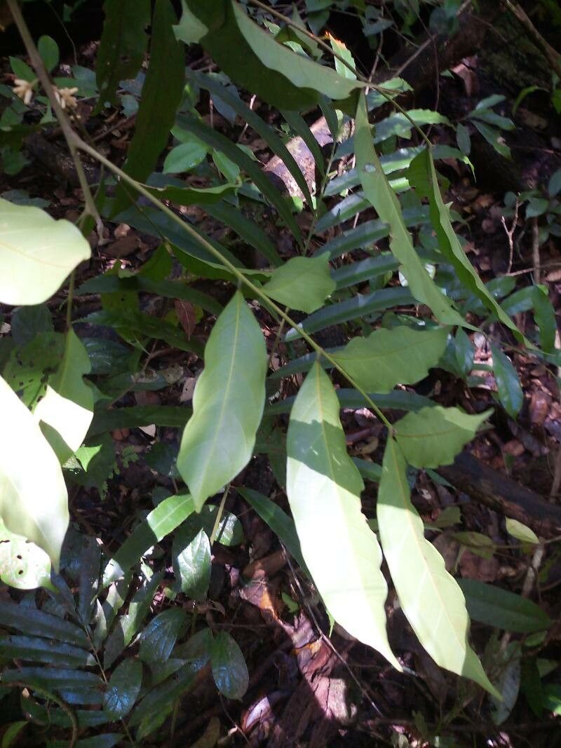 Guarea costata — houseplant care guide