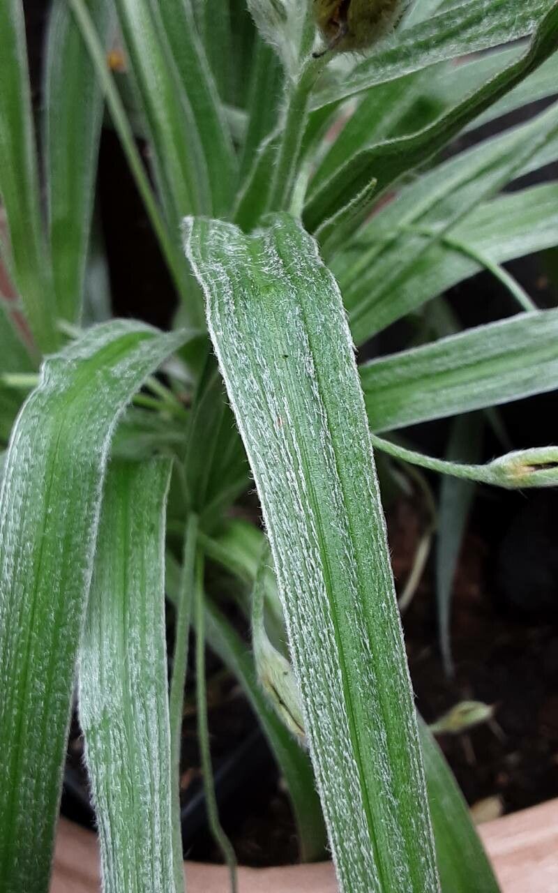 Hypoxis hemerocallidea — search result for 'Hypoxis'