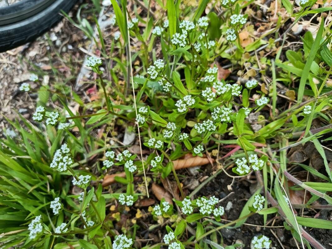 Valeriana carinata flower