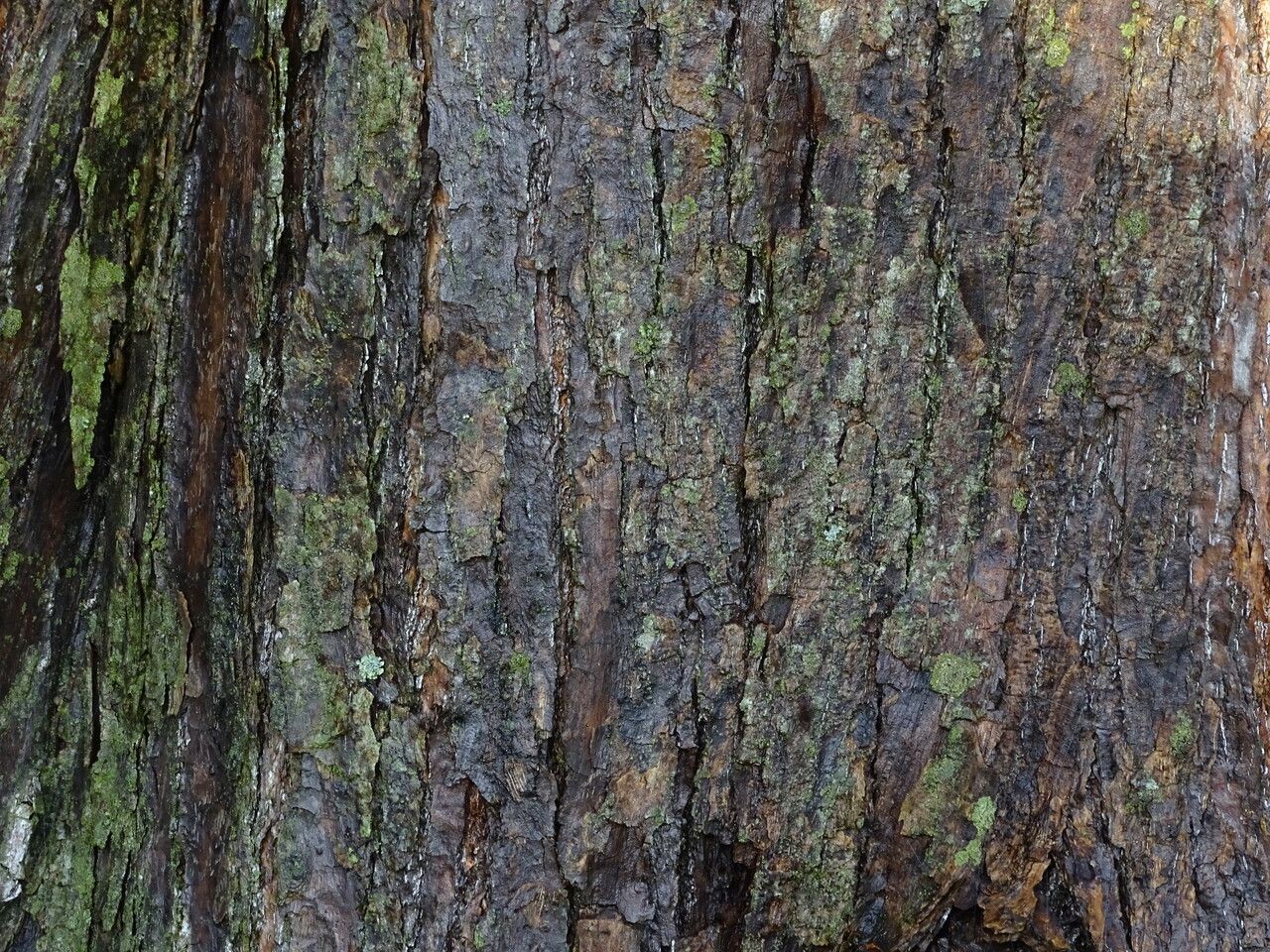 Populus violascens bark
