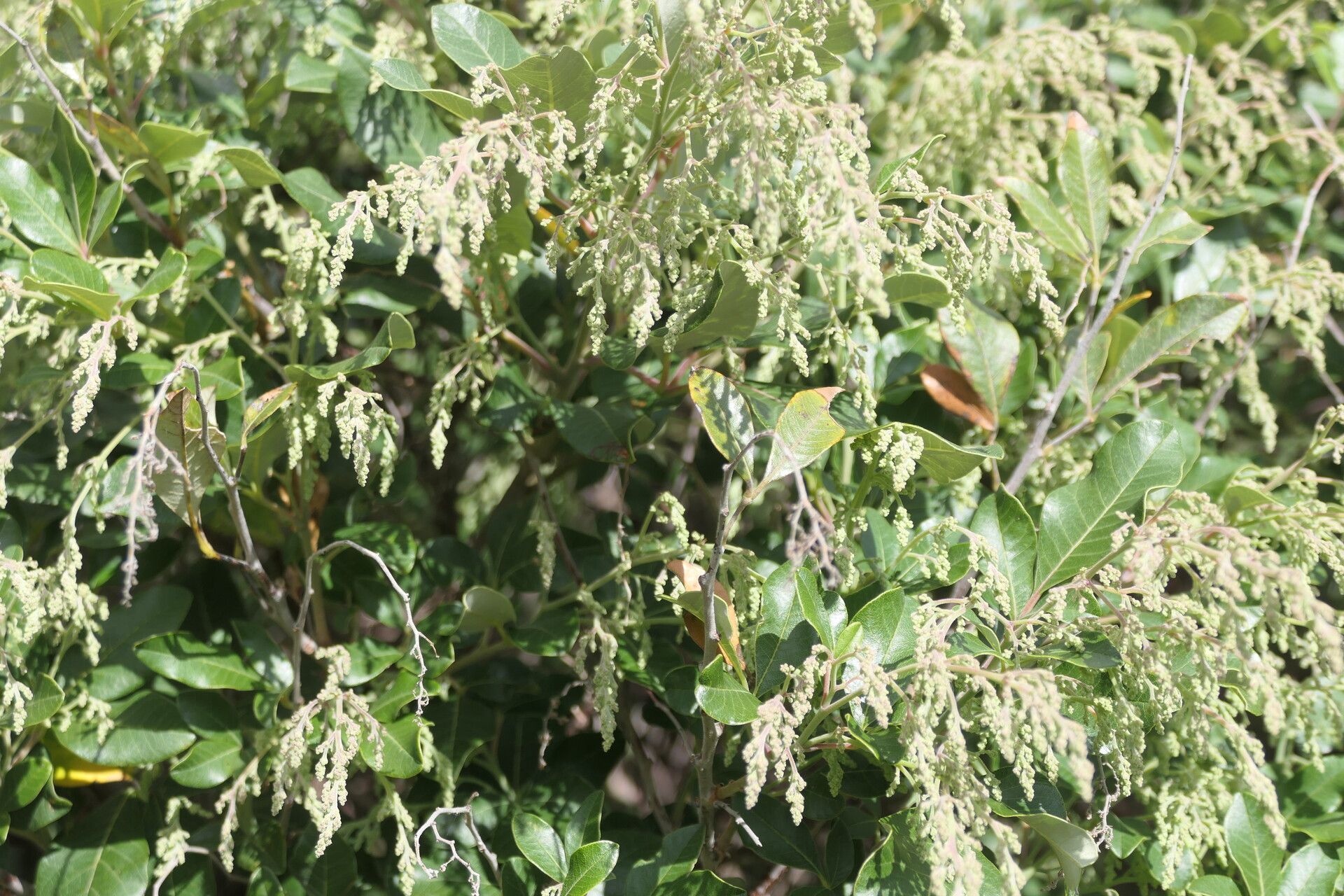 Searsia tomentosa habit