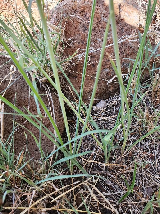 Dipcadi viride — houseplant care guide