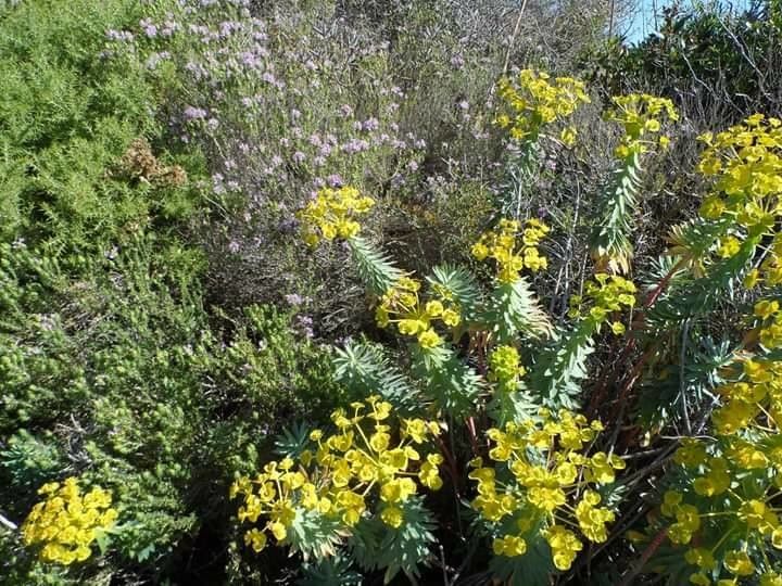 Euphorbia nicaeensis flower
