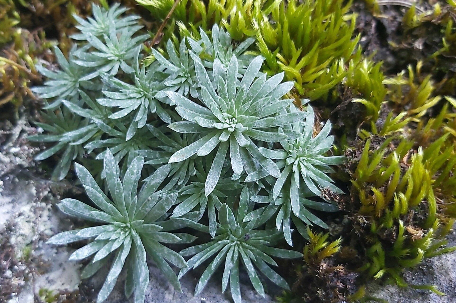 Saxifraga sempervivum leaf