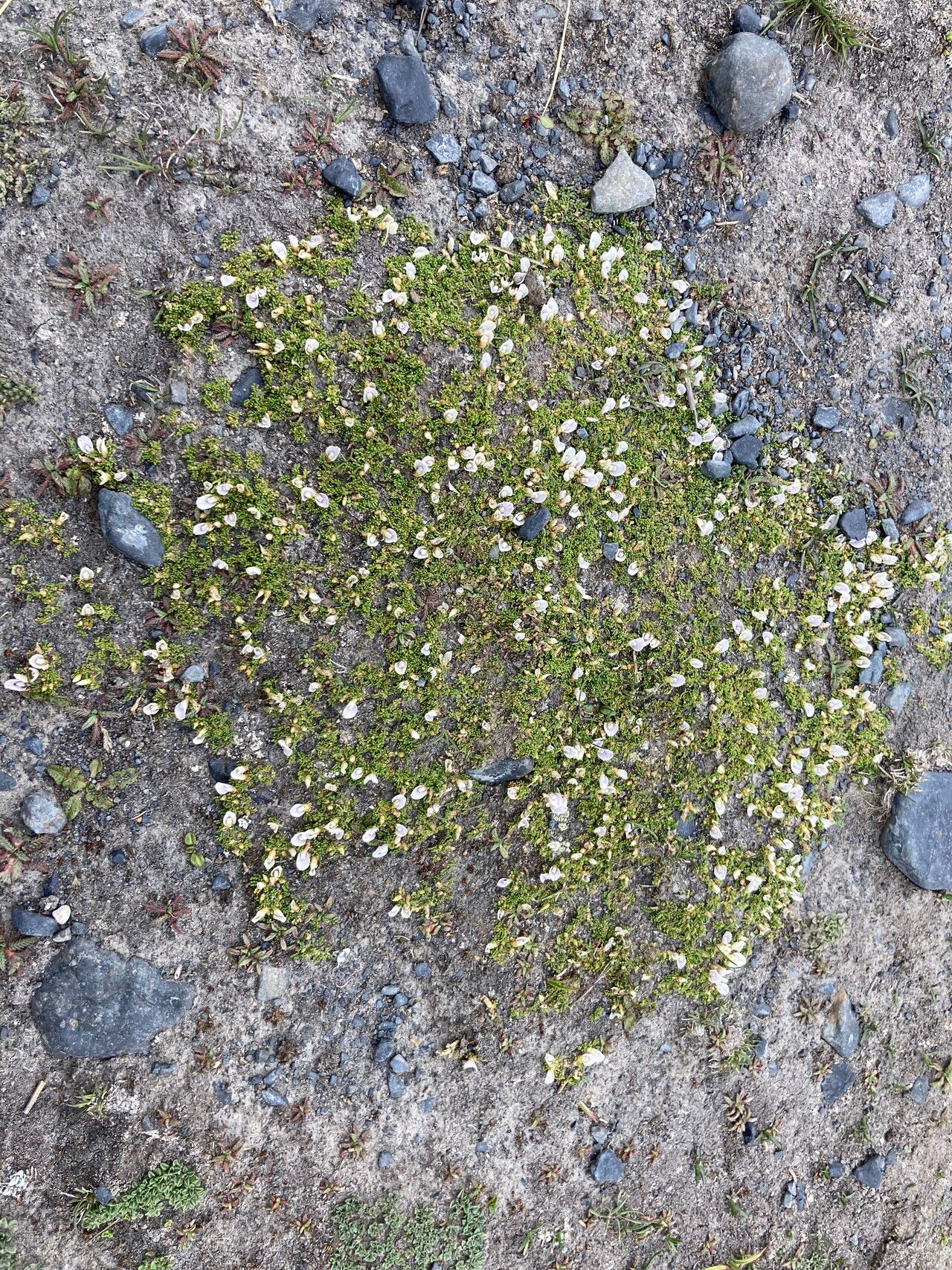 Astragalus diminutivus habit